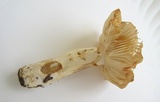 Russula pectinatoides image