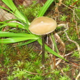 Entoloma conicum image