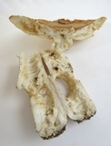 Russula pectinatoides image