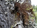 Nodobryoria abbreviata image