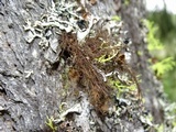 Nodobryoria abbreviata image