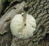 Megacollybia rodmani image