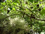Usnea pacificana image