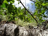 Usnea pacificana image