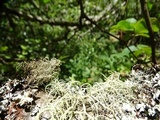 Usnea pacificana image