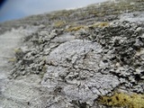 Diploicia canescens image