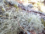 Usnea ceratina image