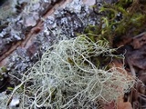 Usnea ceratina image