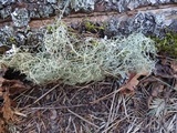 Usnea ceratina image