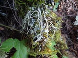 Usnea fragilescens image