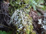 Usnea fragilescens image