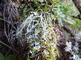 Usnea fragilescens image