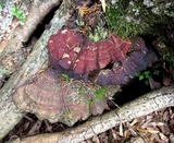 Ganoderma sessile image