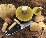 Boletus pseudopinophilus image