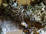 Nodobryoria abbreviata image