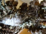 Nodobryoria abbreviata image