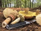Boletus pseudopinophilus image