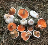 Lactarius salmoneus image