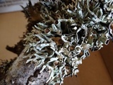 Hypogymnia imshaugii image