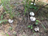 Lactarius salmoneus image