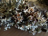 Hypogymnia imshaugii image