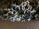Hypogymnia imshaugii image