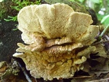 Trametopsis cervina image