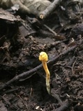 Ophiocordyceps amazonica image