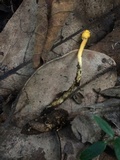 Ophiocordyceps amazonica image