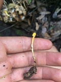 Ophiocordyceps amazonica image