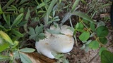 Lactarius salmoneus image