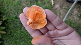 Lactarius salmoneus image
