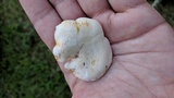 Lactarius salmoneus image