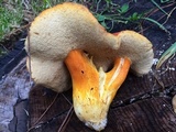 Tylopilus leucomycelinus image