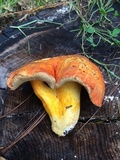 Tylopilus leucomycelinus image