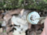 Mycena subcaerulea image