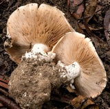 Cortinarius australiensis image