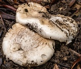 Cortinarius australiensis image