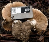 Cortinarius australiensis image