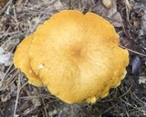 Agrocybe vervacti image