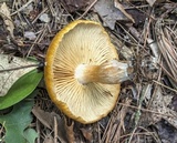 Agrocybe vervacti image