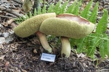 Boletus miniato-olivaceus image