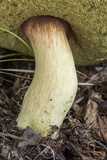 Boletus miniato-olivaceus image