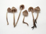 Mycena capillaripes image