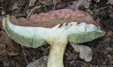 Boletus miniato-olivaceus image