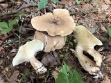 Ampulloclitocybe clavipes image