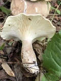 Ampulloclitocybe clavipes image