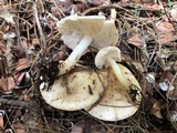 Rhodocollybia maculata image