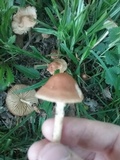 Marasmius oreades image