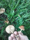Marasmius oreades image